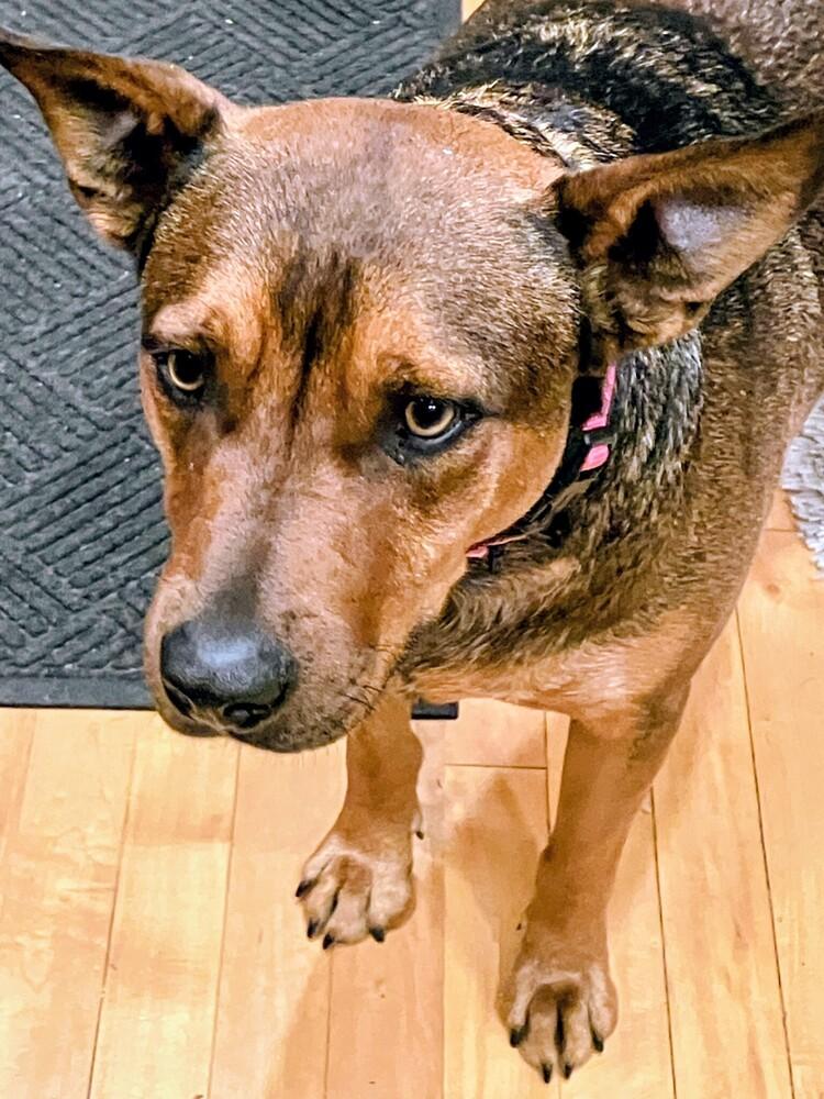 Enlarge Boomer, a Adoptable mixed breed in Evergreen, CO image 6/6