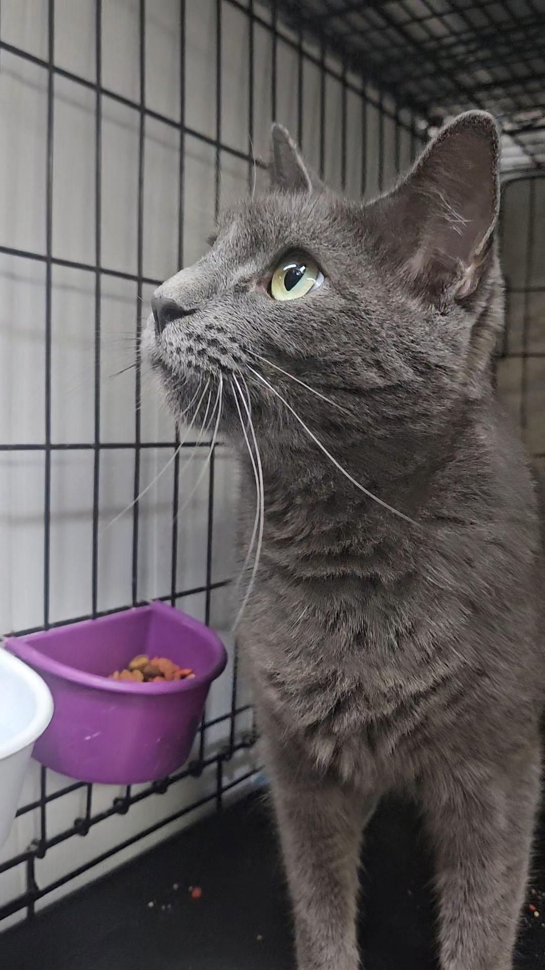 COSMO N- Big Friendly Boy!