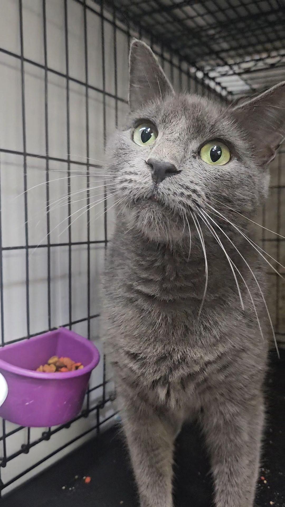 COSMO N- Big Friendly Boy!