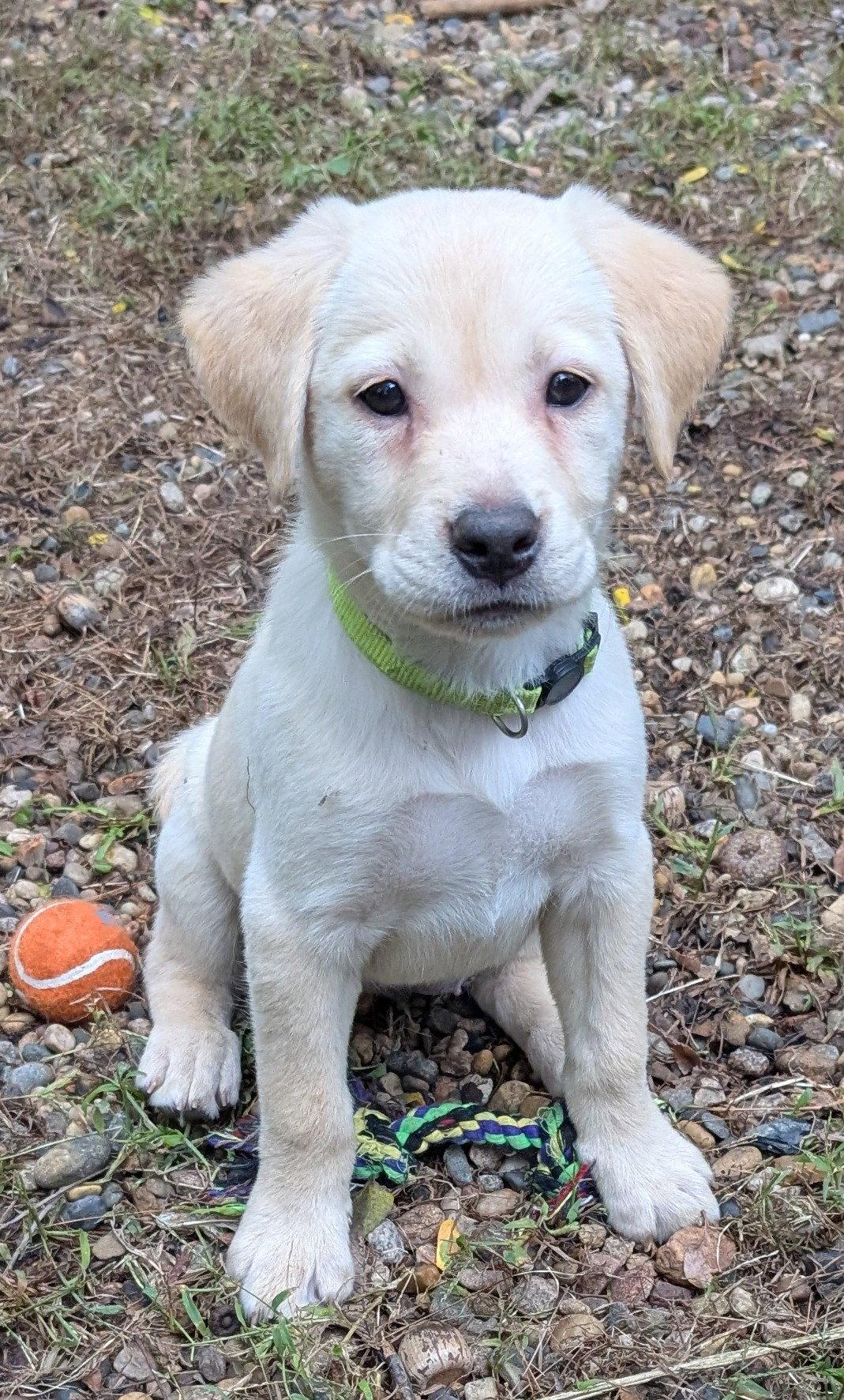 Enlarge Sky, a Adoptable Labrador Retriever in West Des Moines, IA image 1/3