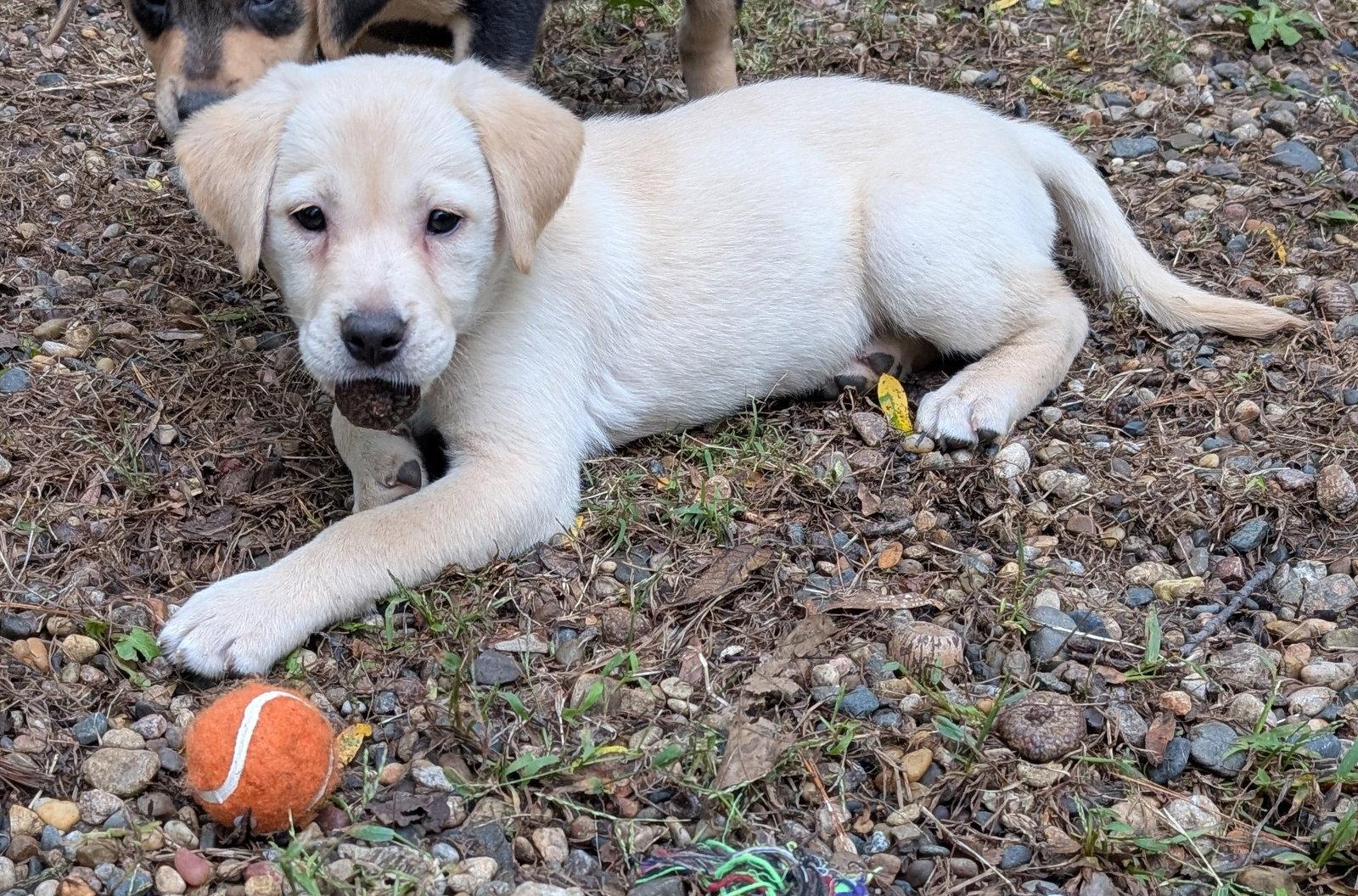 Enlarge Sky, a Adoptable Labrador Retriever in West Des Moines, IA image 2/3
