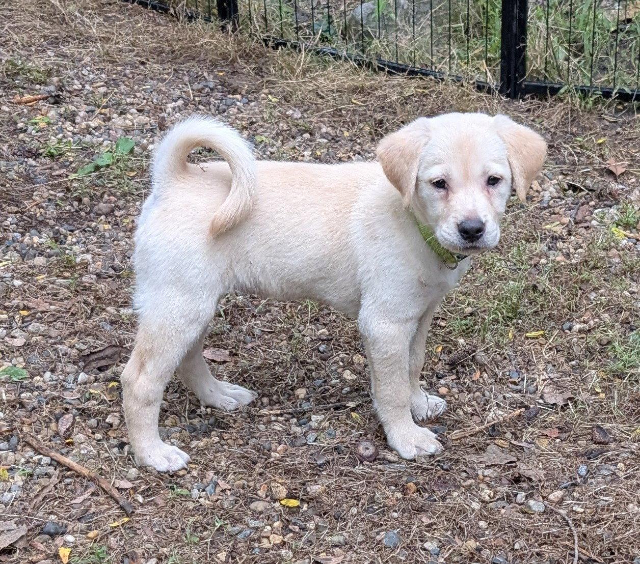 Enlarge Sky, a Adoptable Labrador Retriever in West Des Moines, IA image 3/3