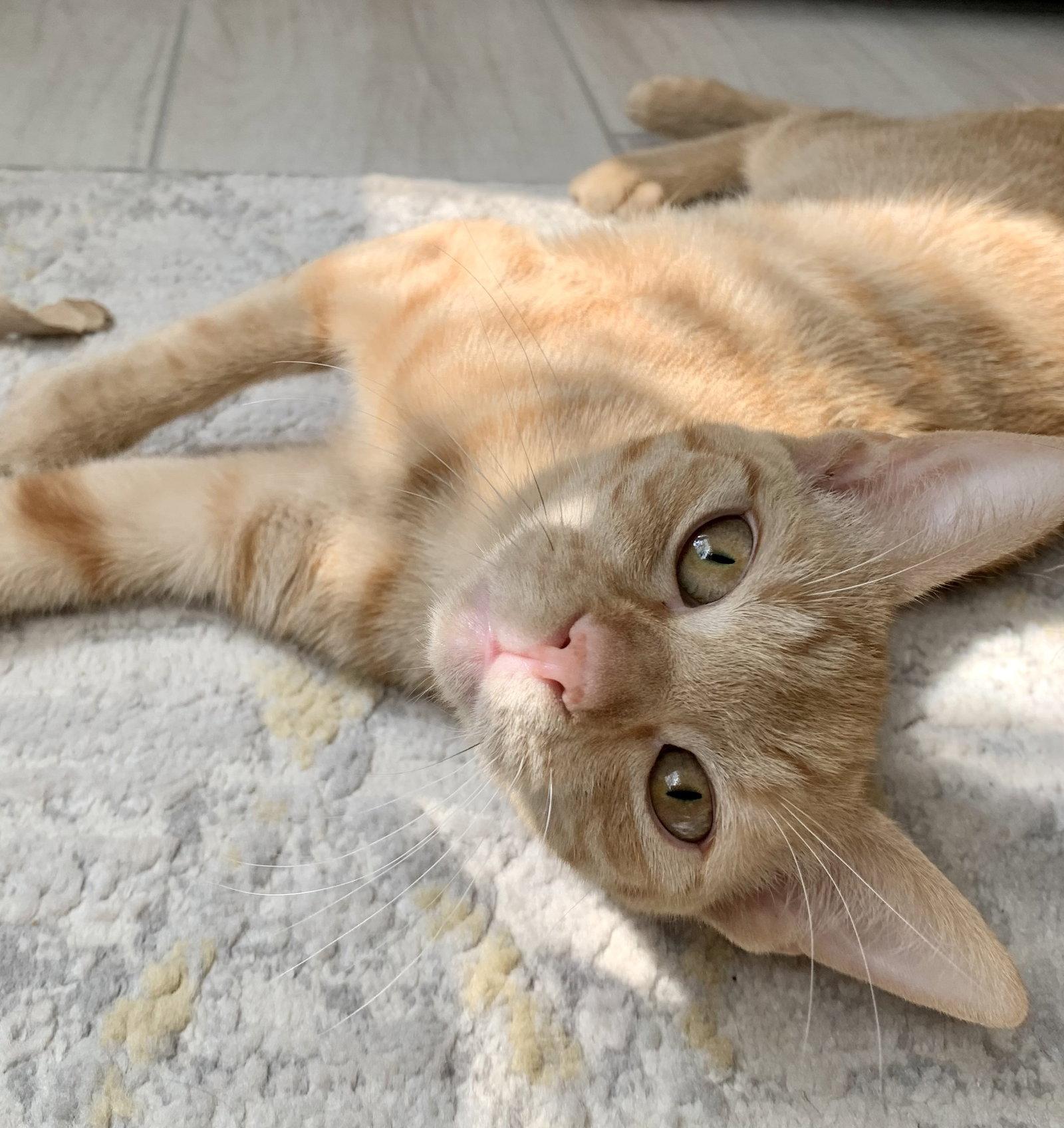 Barley (2678) Adopted, a Adopted Domestic Short Hair in Wesley Chapel, FL image 1/3