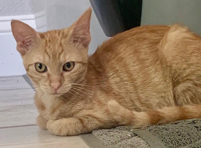 Barley (2678) Adopted, a Adopted Domestic Short Hair in Wesley Chapel, FL image 2/3