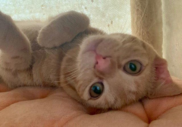 Barley (2678) Adopted, a Adopted Domestic Short Hair in Wesley Chapel, FL image 3/3
