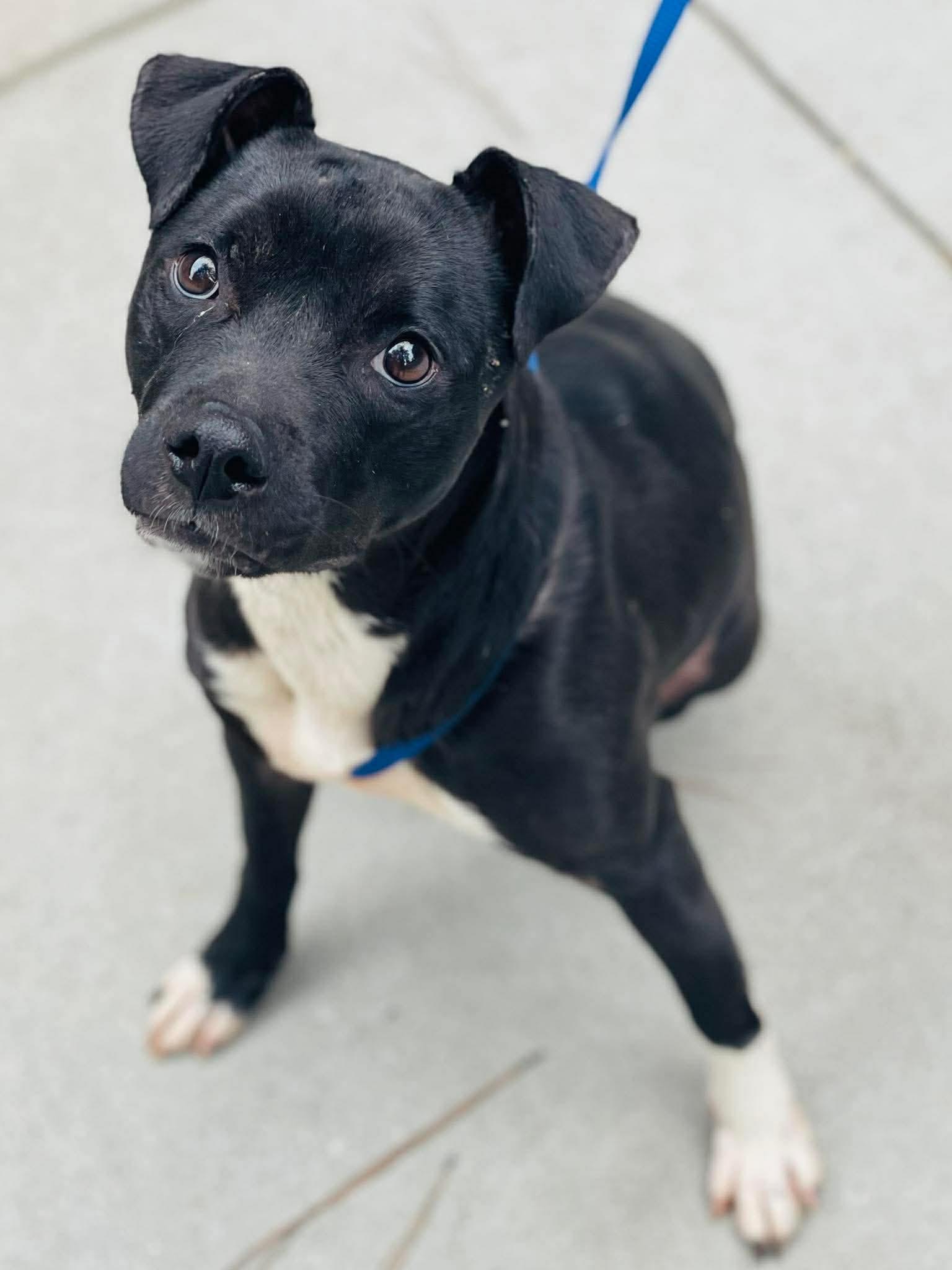 Tiny, ADOPTABLE, Young Female Black Labrador Retriever.