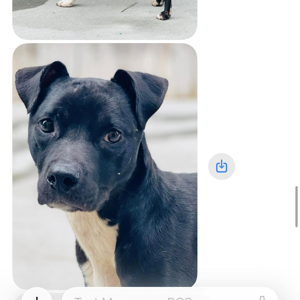 Enlarge Tiny, a ADOPTABLE mixed breed in Port Saint Lucie, FL image 2/2