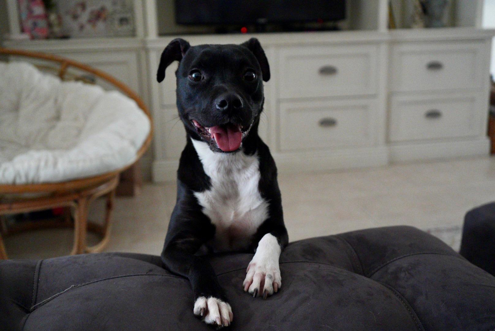 Tiny, ADOPTABLE, Young Female Black Labrador Retriever.