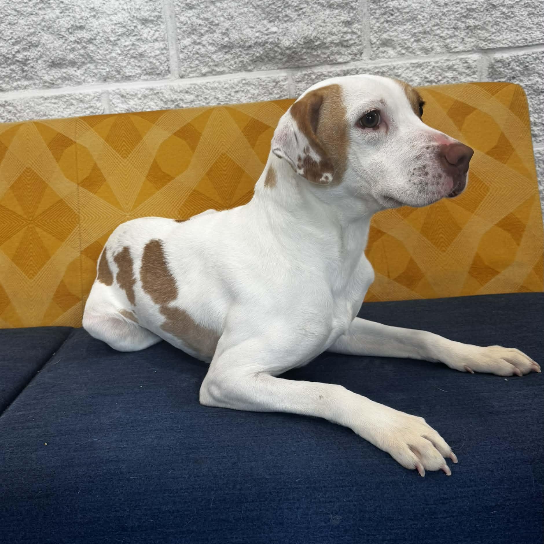 Ruby, an adopted mixed breed in Danbury, CT image 3/4