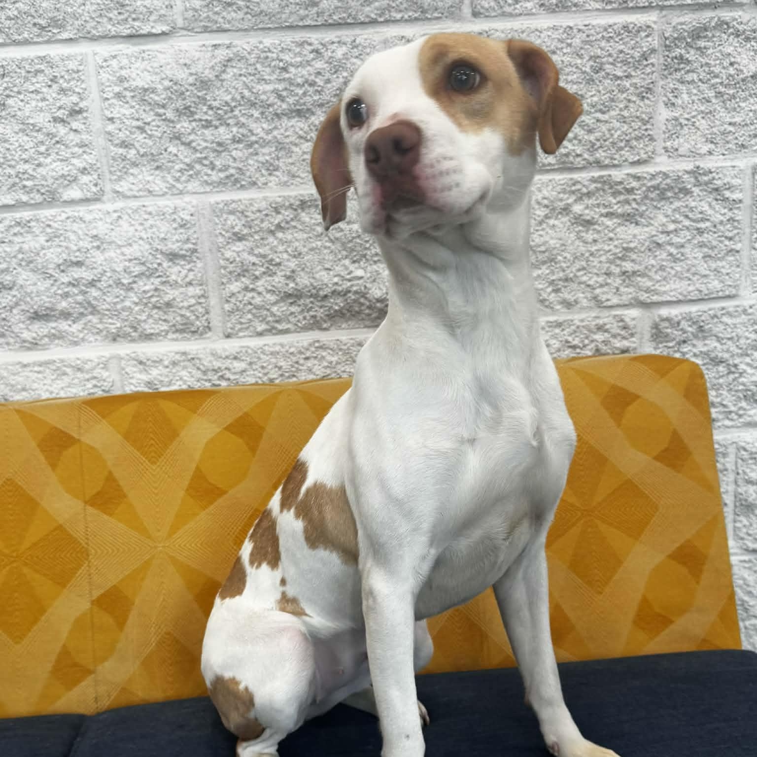 Ruby, an adopted mixed breed in Danbury, CT image 4/4