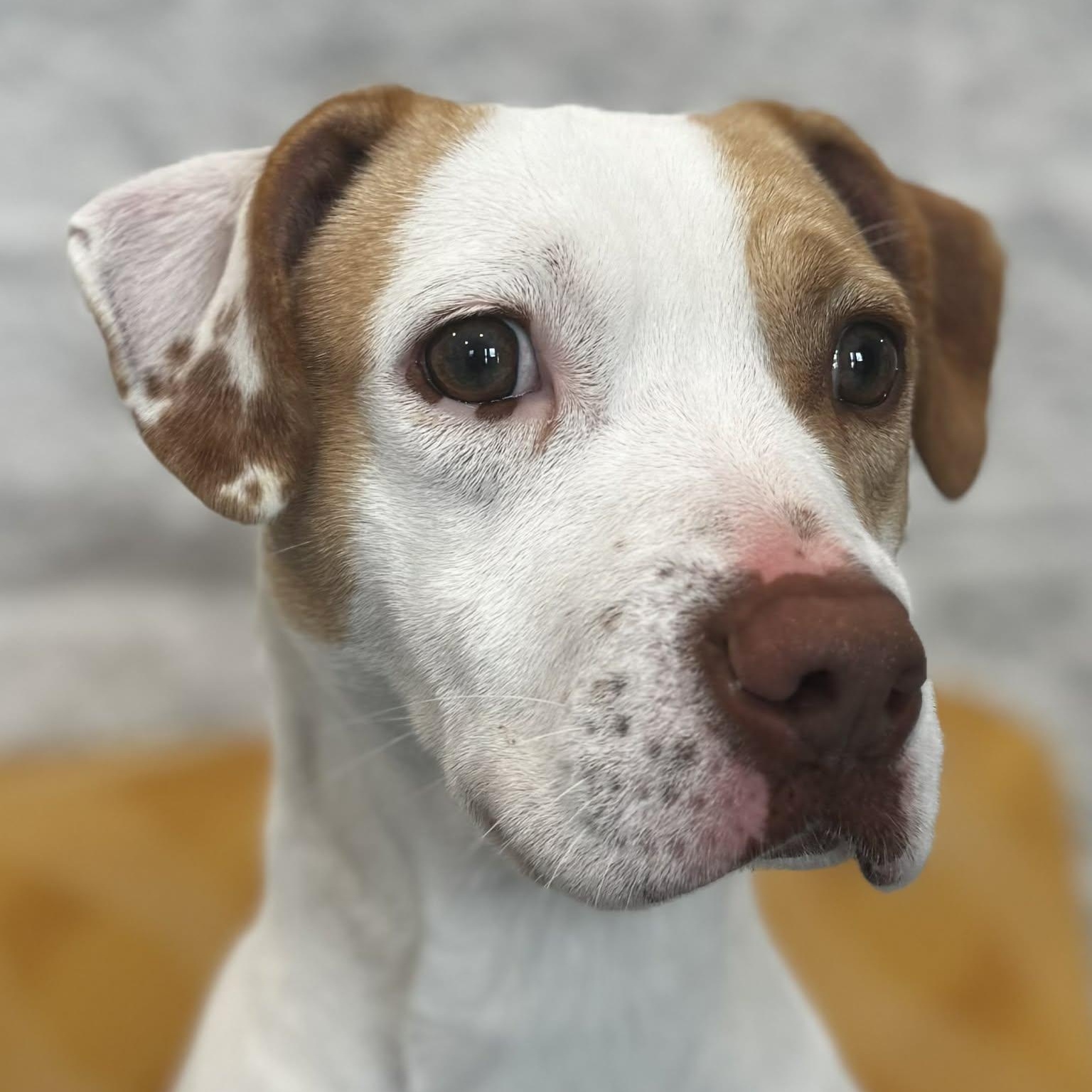 Ruby, an adopted mixed breed in Danbury, CT image 1/4