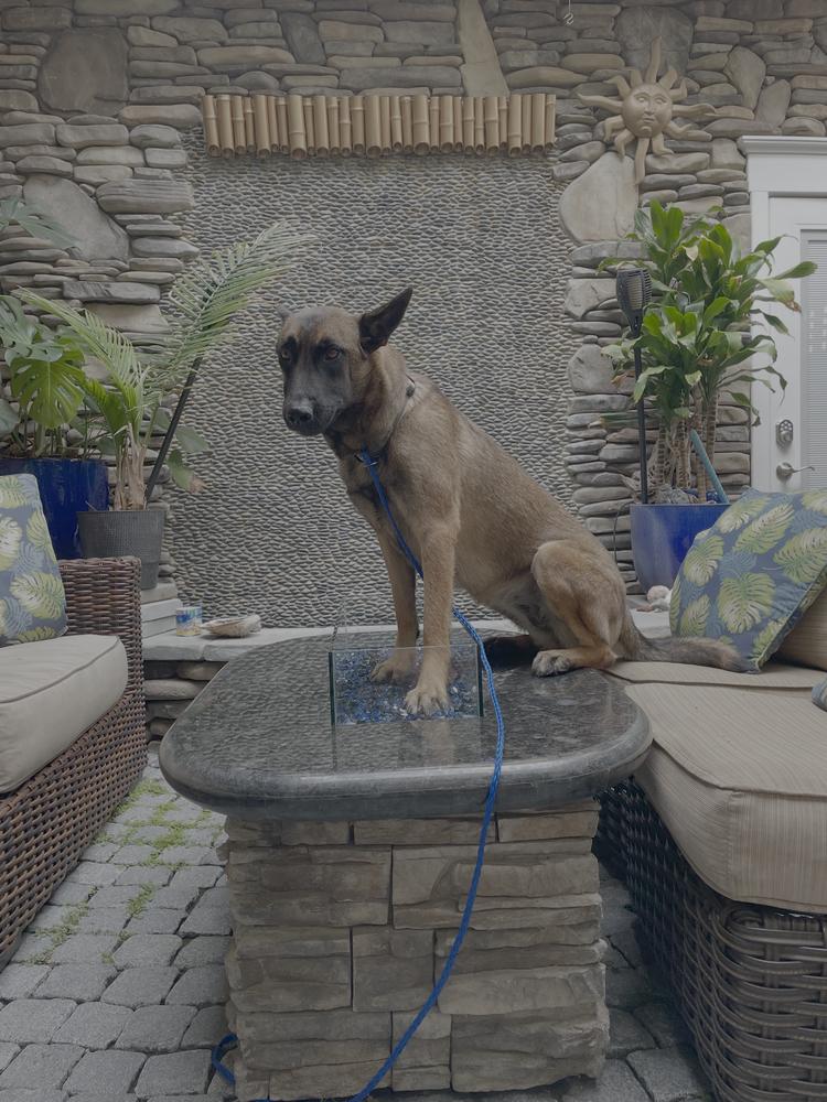 Molly - located in CA, Adoptable, Young Female Belgian Shepherd / Malinois.