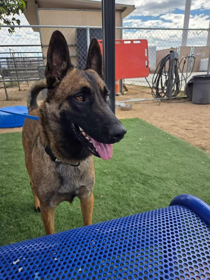 Enlarge Molly - located in CA, a Adoptable Belgian Shepherd / Malinois in Imlay City, MI image 2/6