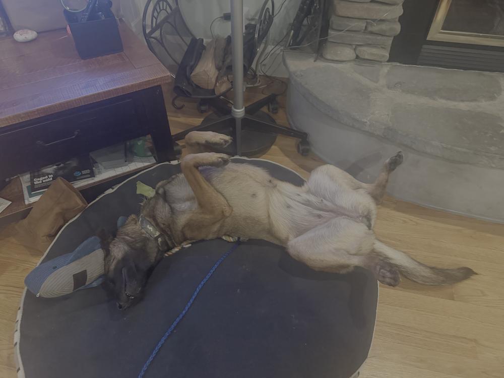 Enlarge Molly - located in CA, a Adoptable Belgian Shepherd / Malinois in Imlay City, MI image 3/6