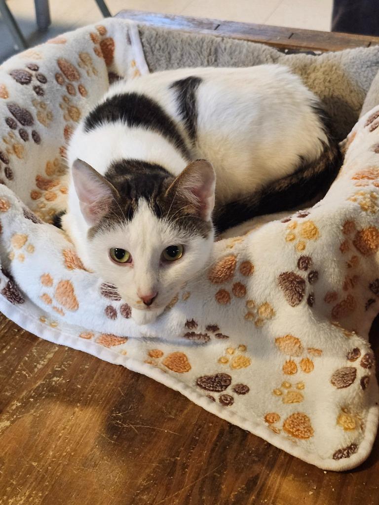 Enlarge Opportunity, a Adoptable mixed breed in Rice Lake, WI image 1/2