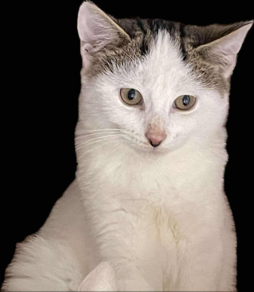 Enlarge Opportunity, a Adoptable mixed breed in Rice Lake, WI image 2/2