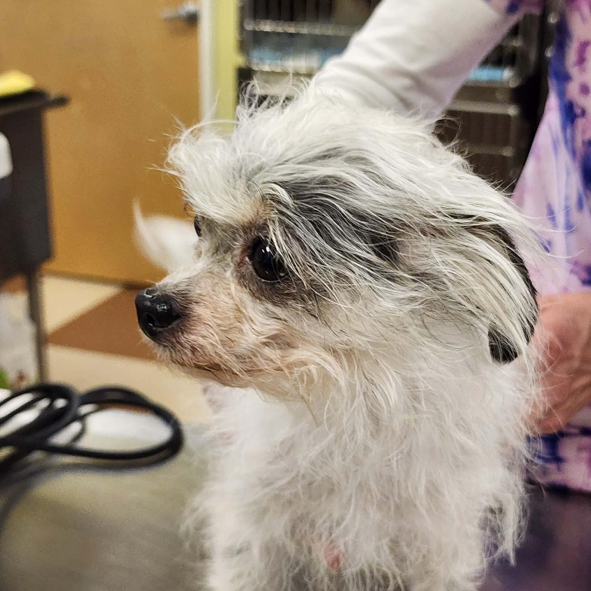 Jaci, an adopted mixed breed in Cumming, GA image 2/6