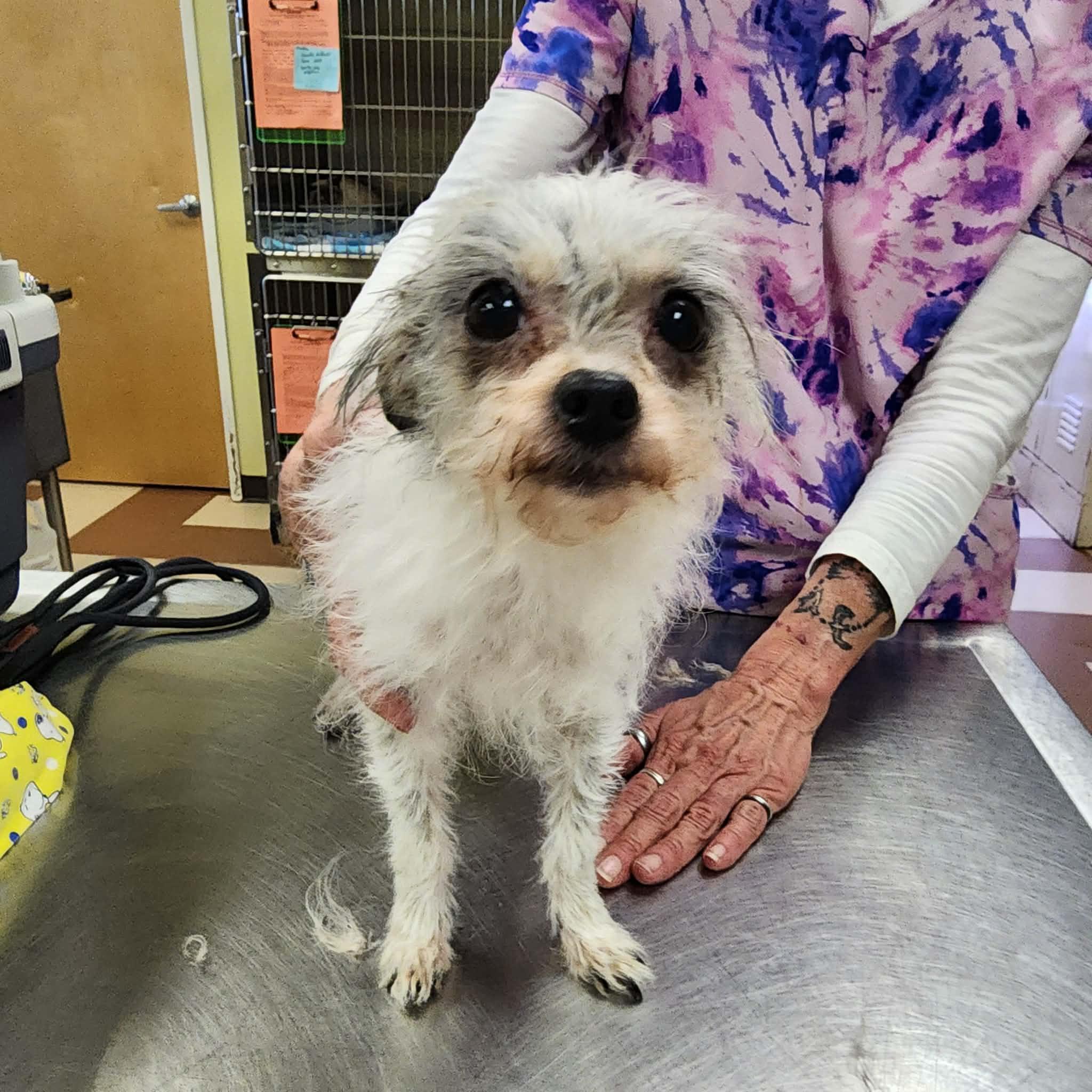 Jaci, an adopted mixed breed in Cumming, GA image 5/6