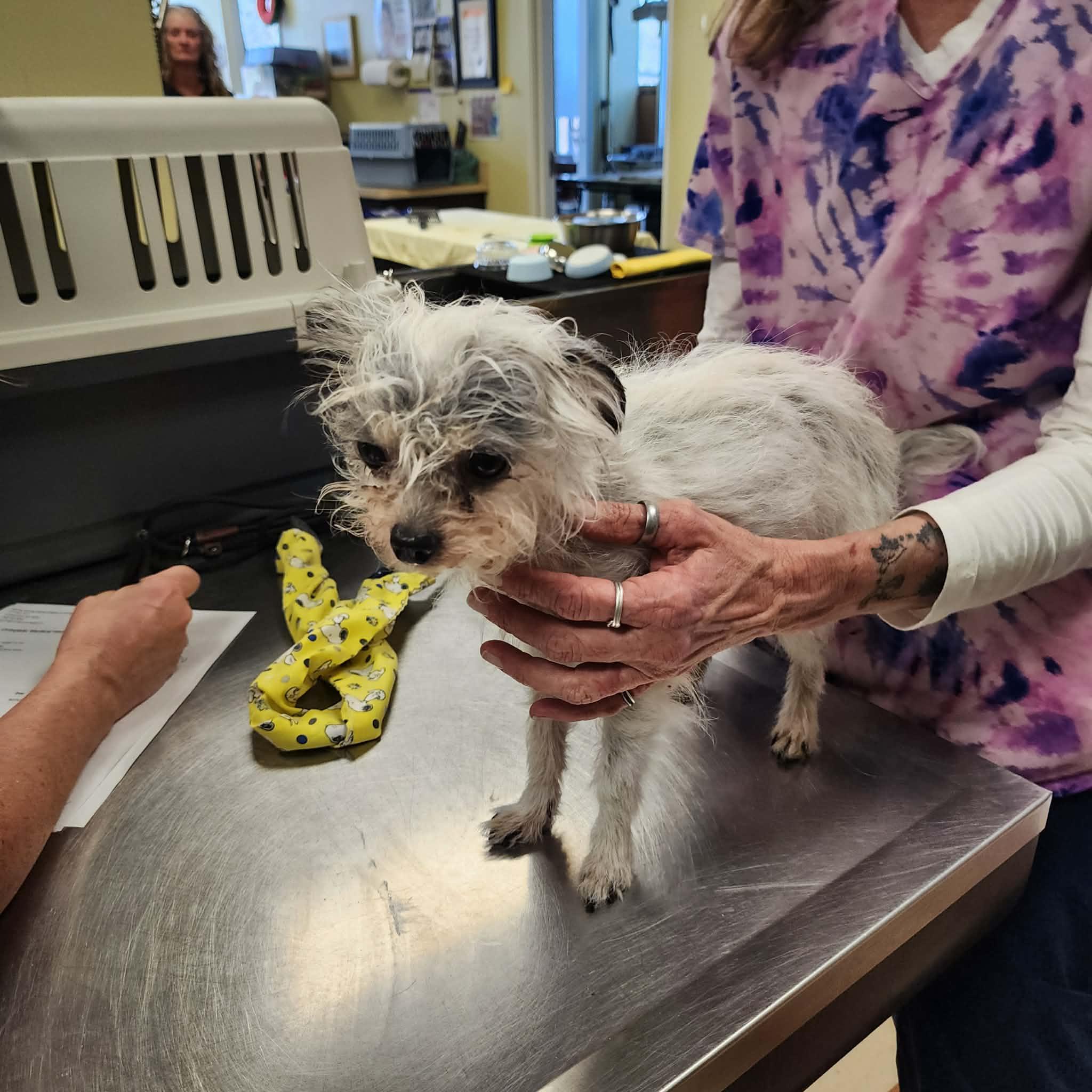 Jaci, an adopted mixed breed in Cumming, GA image 4/6