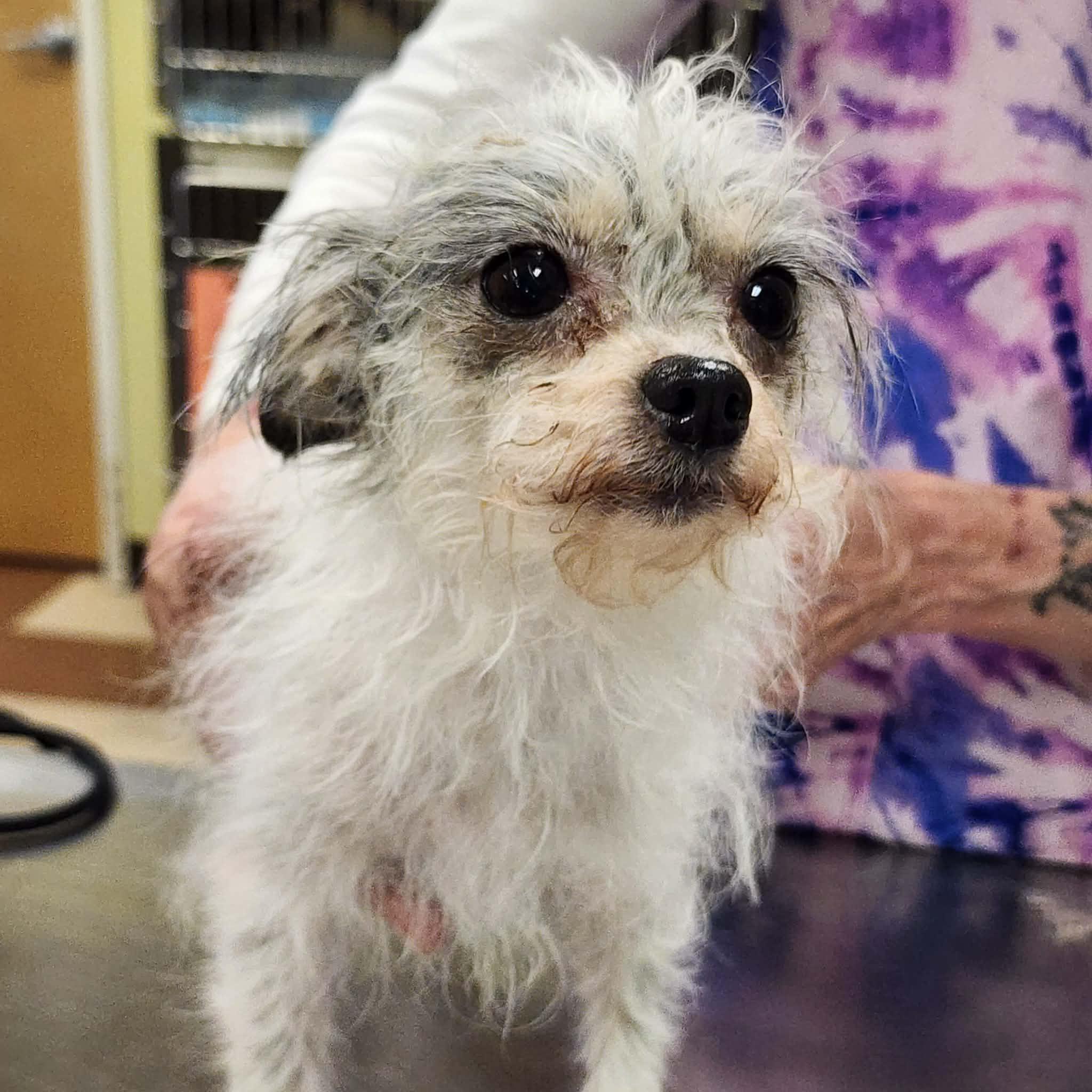 Jaci, an adopted mixed breed in Cumming, GA image 6/6