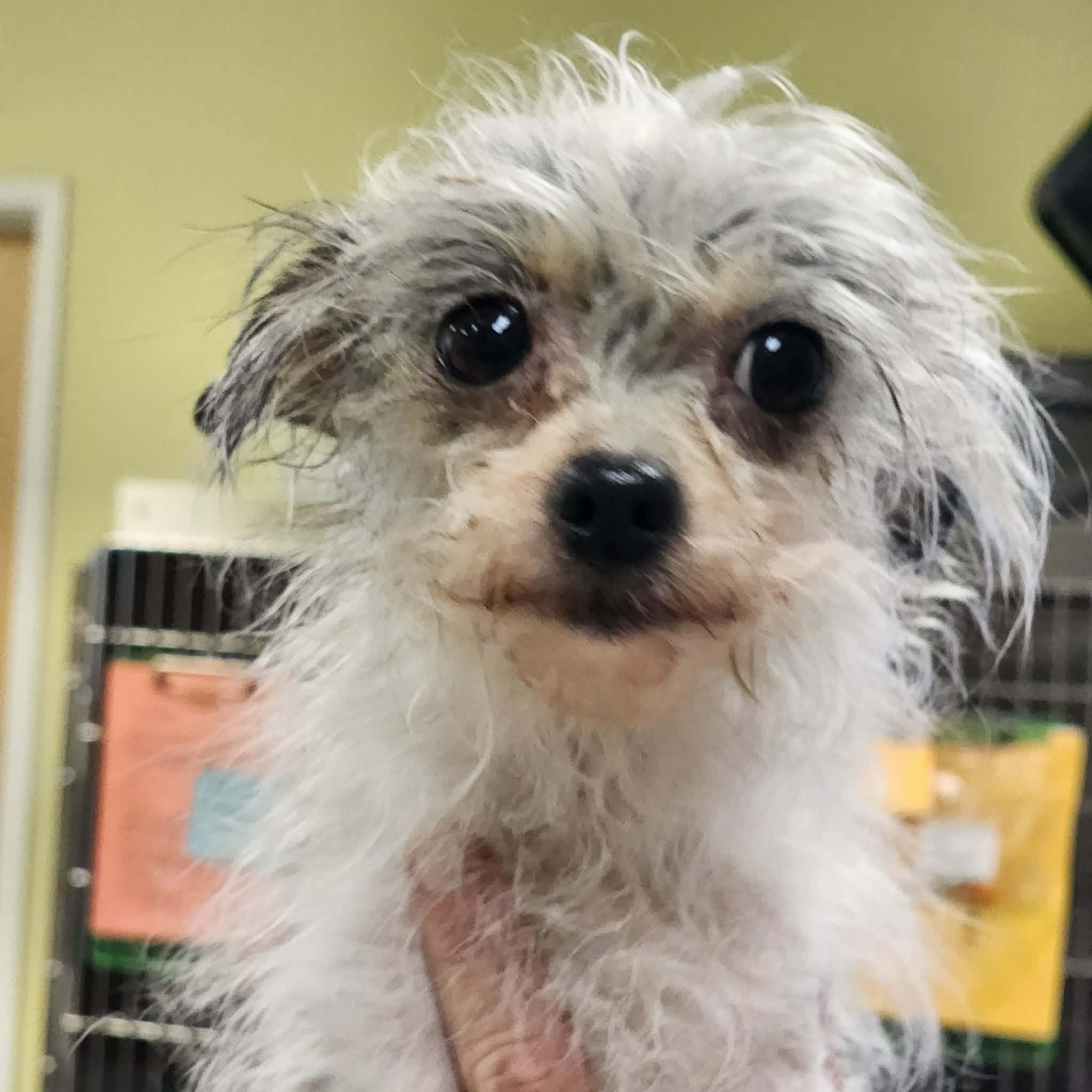 Jaci, an adopted mixed breed in Cumming, GA image 3/6