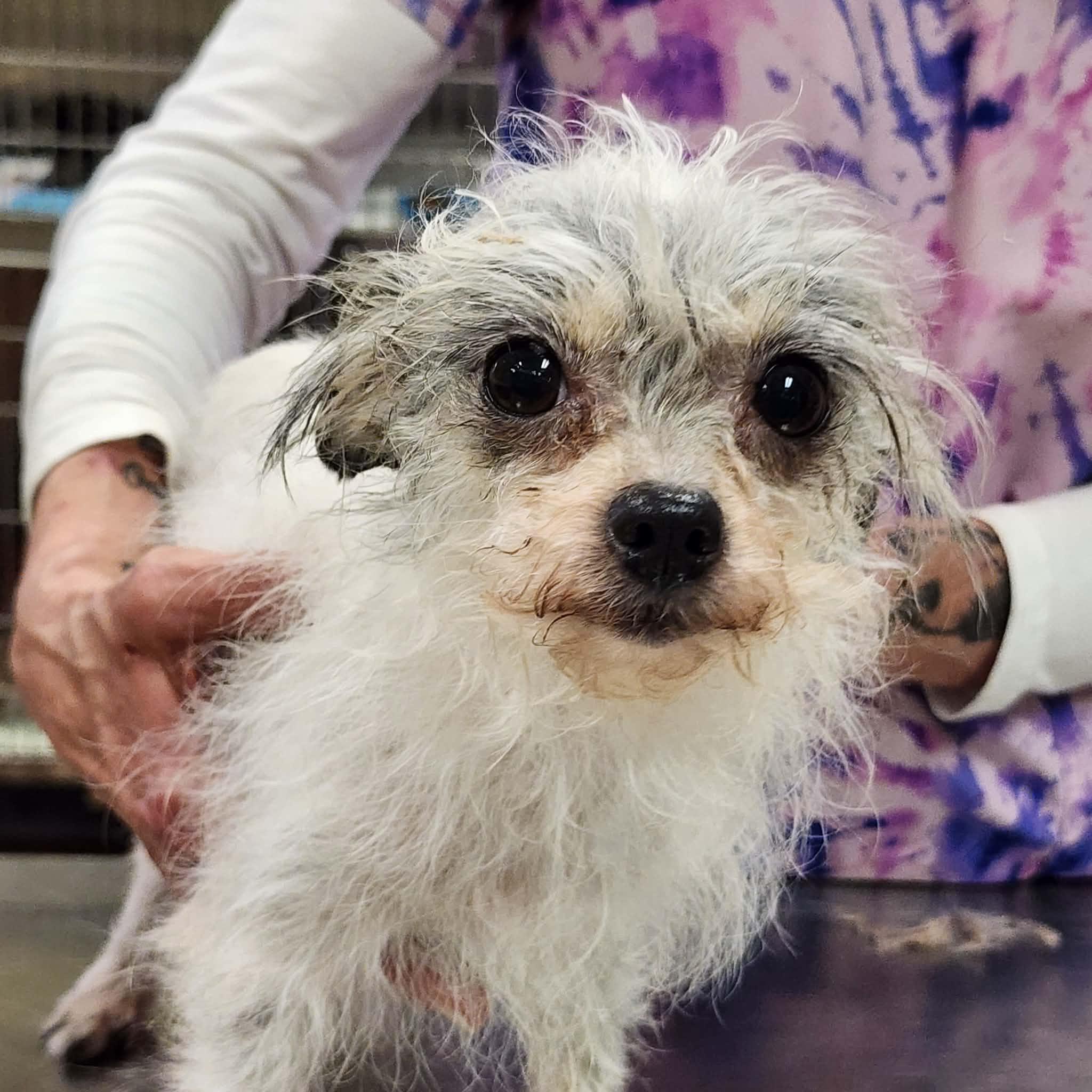 Jaci, adopted, Adult Female Terrier.