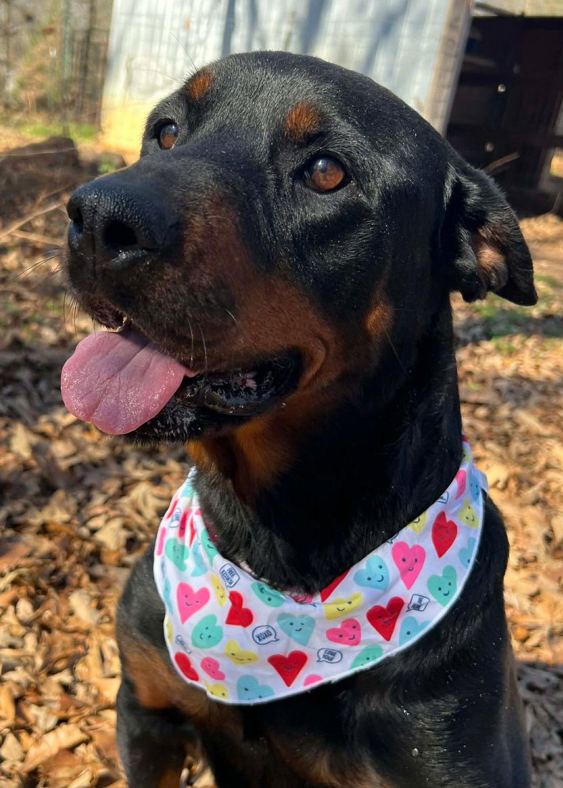 Shannon, Adopted, Adult Female Rottweiler.
