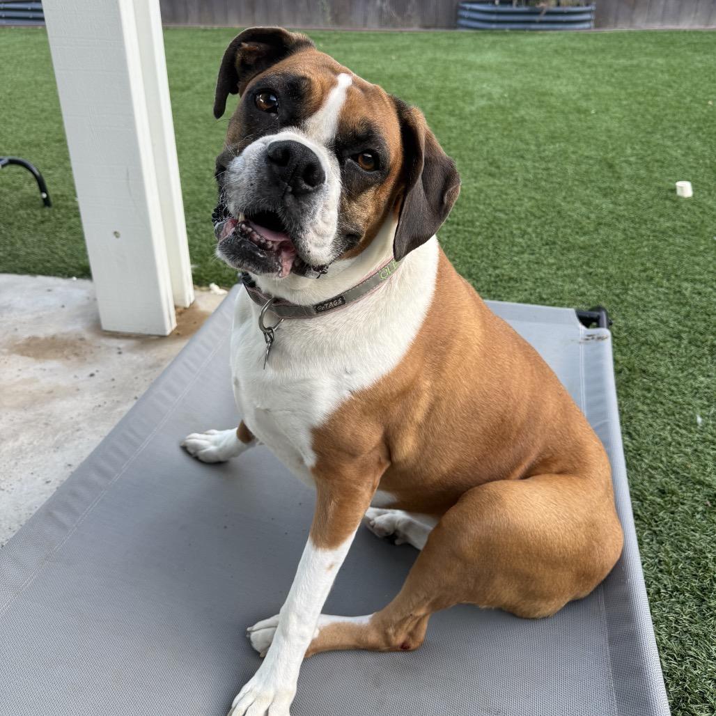 Enlarge Cleo, a Adoptable Boxer in Los Angeles, CA image 1/5