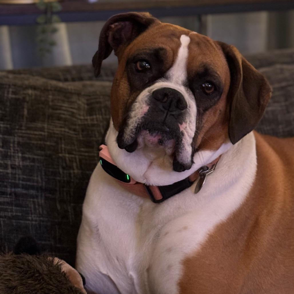 Enlarge Cleo, a Adoptable Boxer in Los Angeles, CA image 2/5
