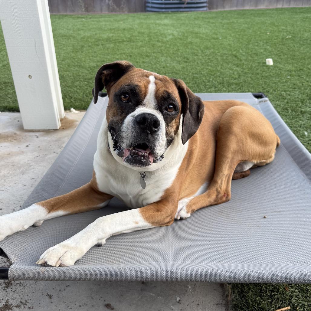 Enlarge Cleo, a Adoptable Boxer in Los Angeles, CA image 3/5