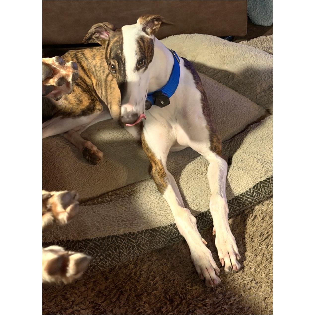 Drucilla, Adoptable, Young Female Greyhound.
