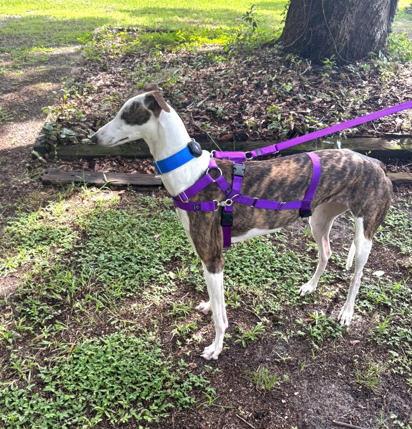 Enlarge Drucilla, a Adoptable Greyhound in Tarpon Springs, FL image 2/4