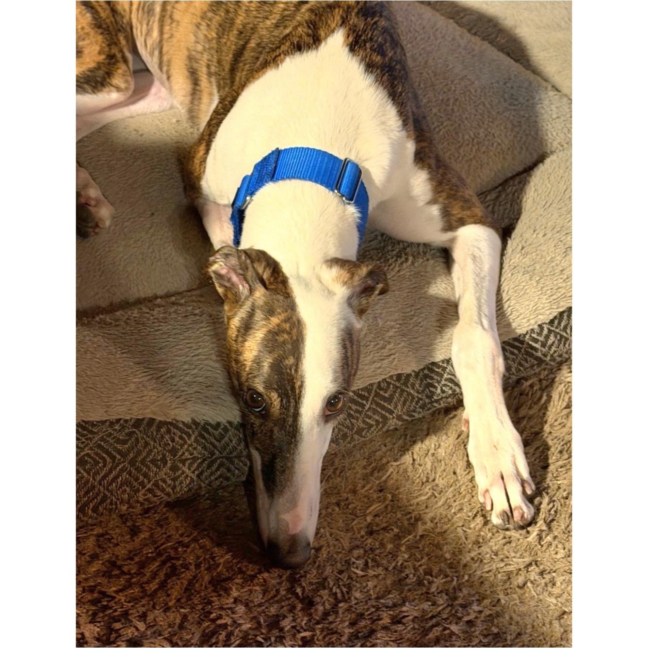 Enlarge Drucilla, a Adoptable Greyhound in Tarpon Springs, FL image 3/4
