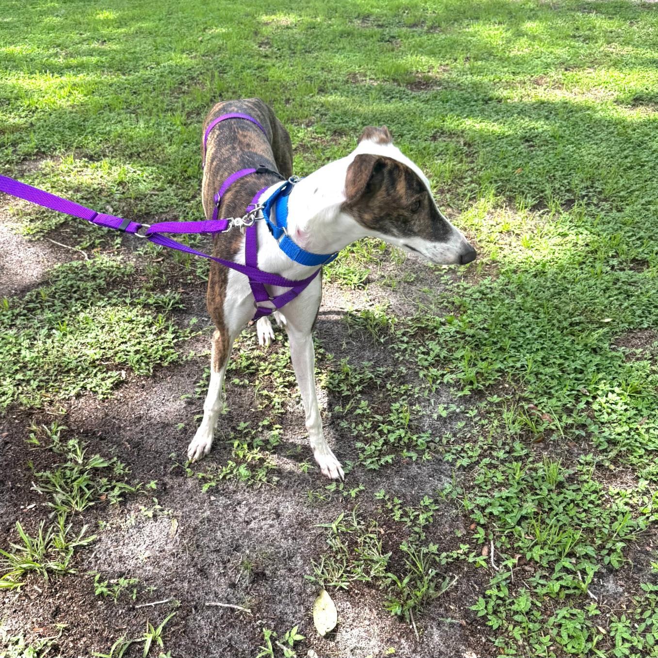 Enlarge Drucilla, a Adoptable Greyhound in Tarpon Springs, FL image 4/4