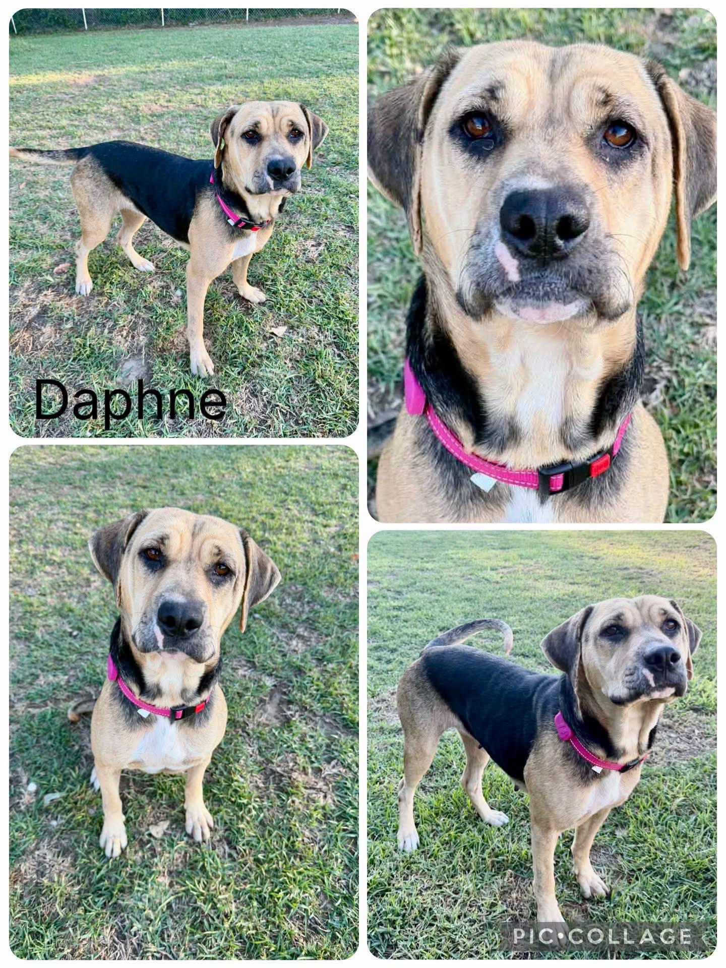 Daphne, Adoptable, Young Female Hound.