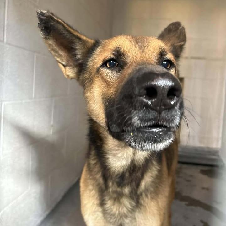 Enlarge Hex, a Adoptable mixed breed in Buchanan Dam, TX image 1/1