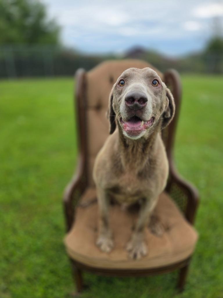 Ghost, Adoptable, Senior Male Labrador Retriever.