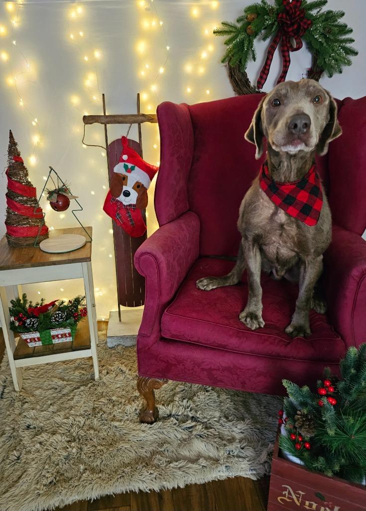 Enlarge Ghost, a Adoptable Labrador Retriever in Sprakers, NY image 1/1