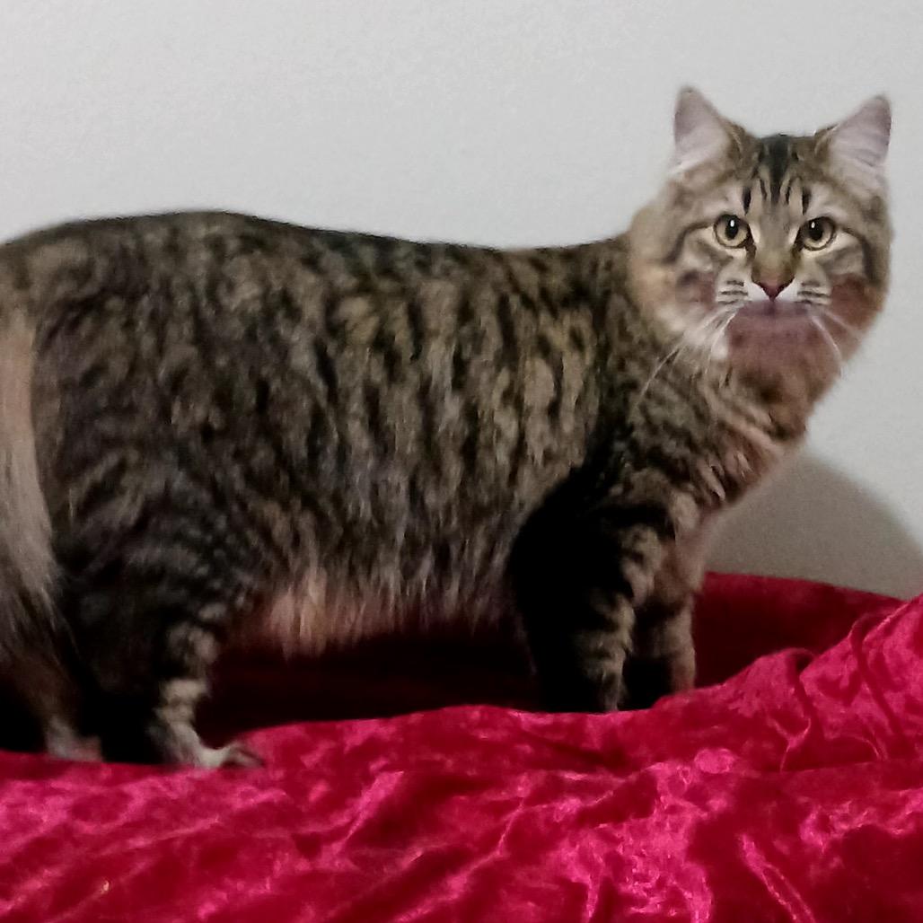 Storm — thumbnail 3