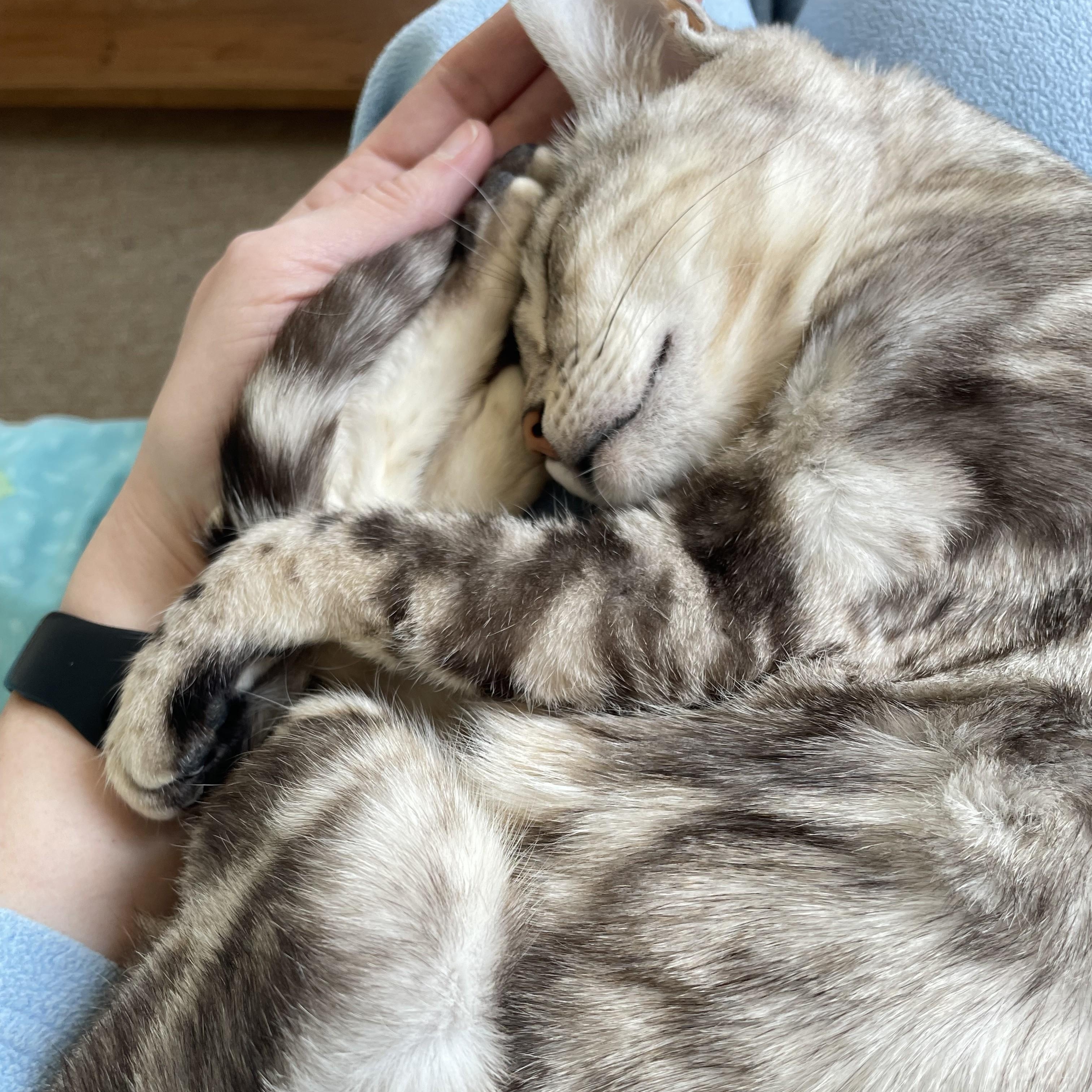 Enlarge Marbles, a Adoptable mixed breed in Pickering, ON image 5/6
