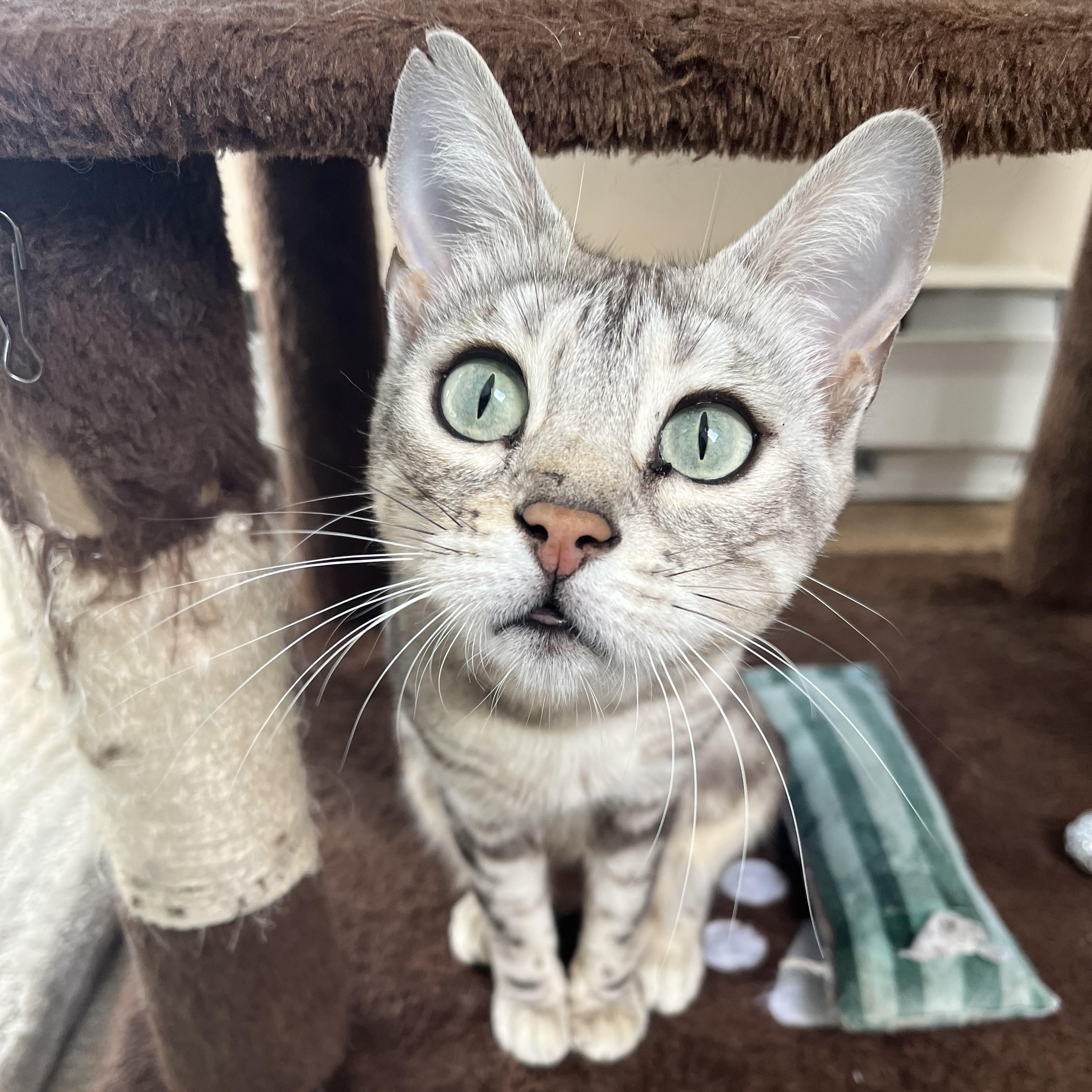 Enlarge Marbles, a Adoptable mixed breed in Pickering, ON image 3/6