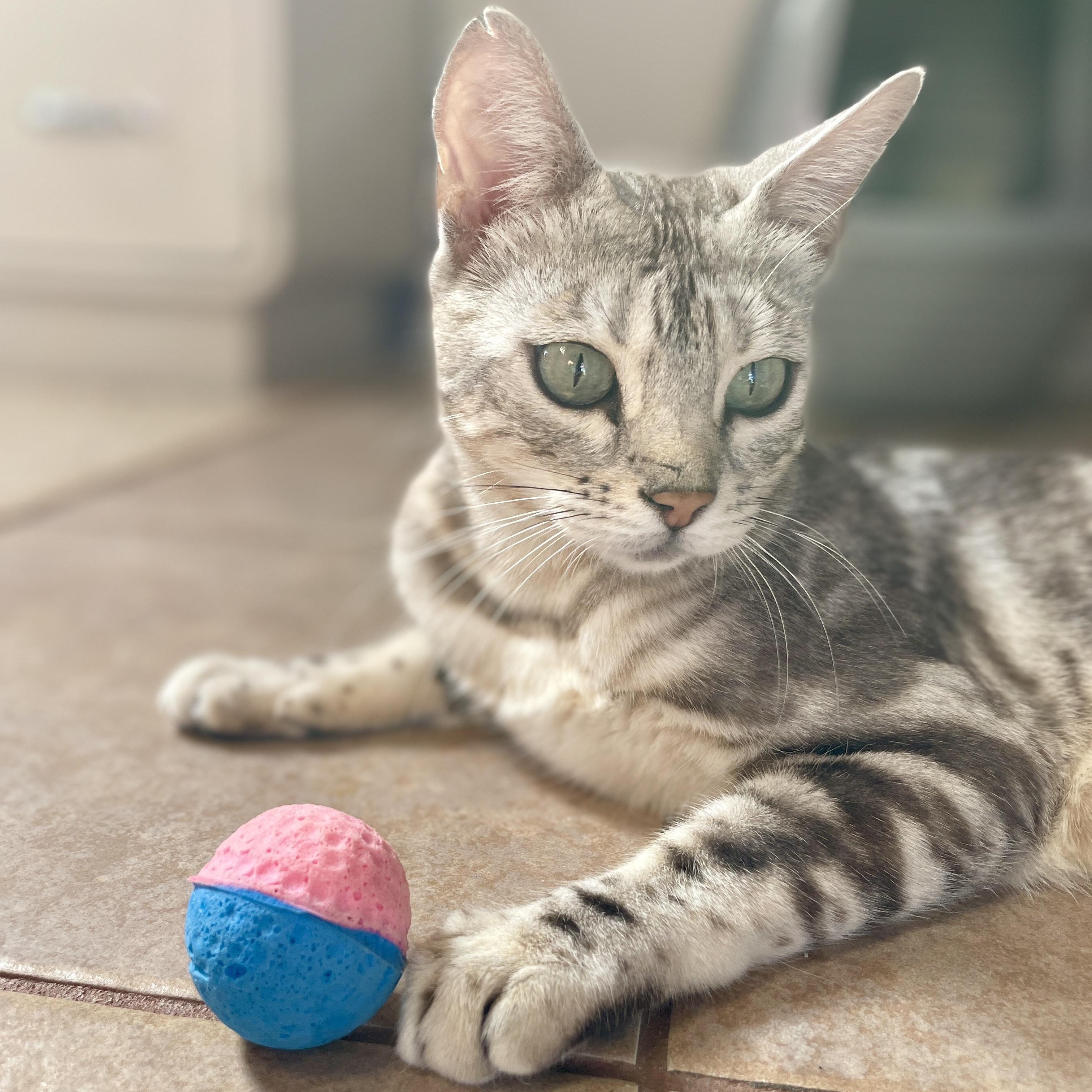 Marbles, Adoptable, Adult Female Bengal & Domestic Short Hair.