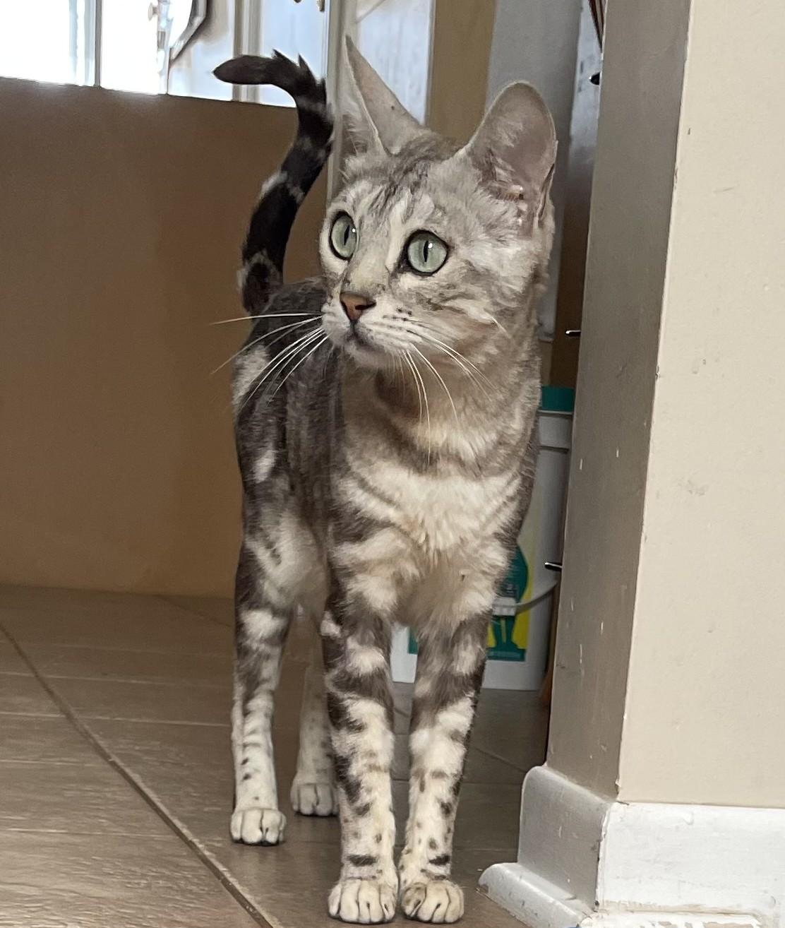 Enlarge Marbles, a Adoptable mixed breed in Pickering, ON image 2/6