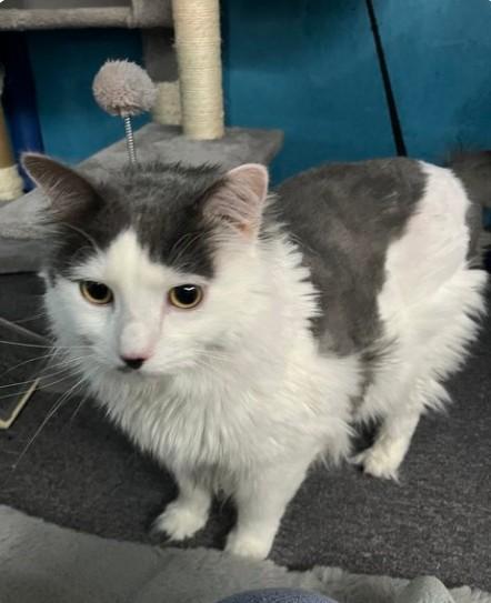 Jed, Adopted, Adult Male American Shorthair.