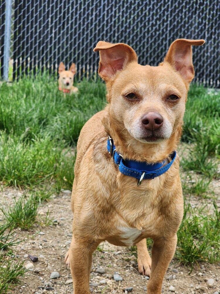 Maxaroni, Adoptable, Adult Male Chihuahua.