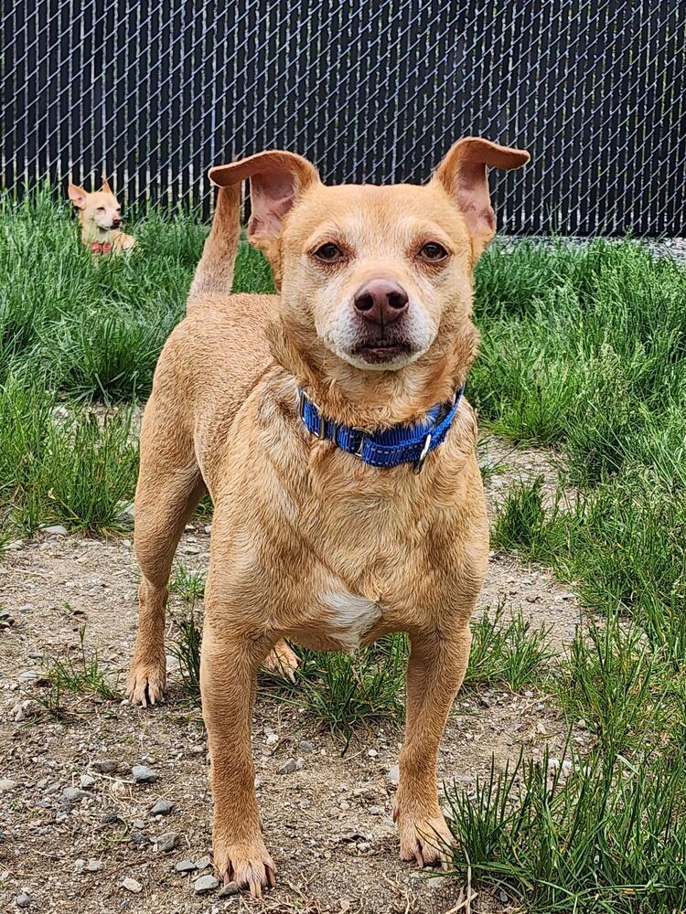 Maxaroni, a Adoptable Chihuahua in Trenton, ME image 2/3