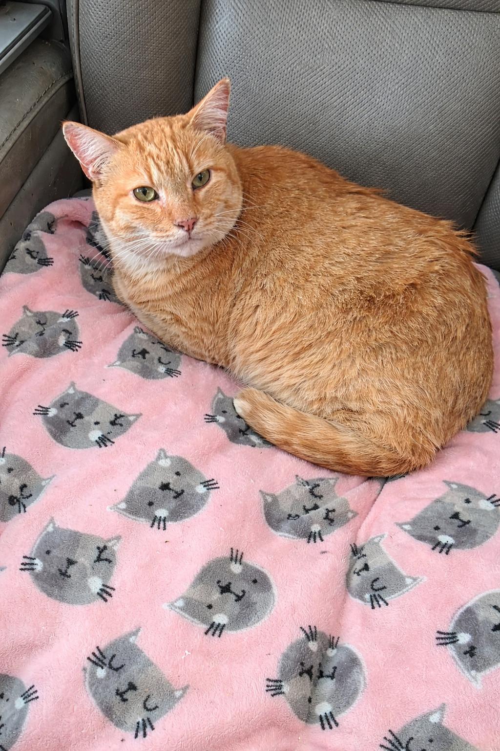 Bubby, Adoptable, Adult Male Domestic Short Hair.
