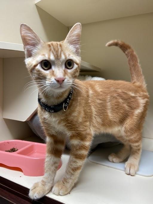 Milo, adopted, Young Male Domestic Short Hair.