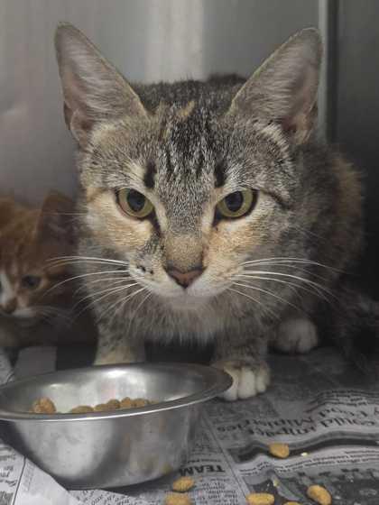 Fancy Nancy, Adoptable, Adult Female Domestic Short Hair.