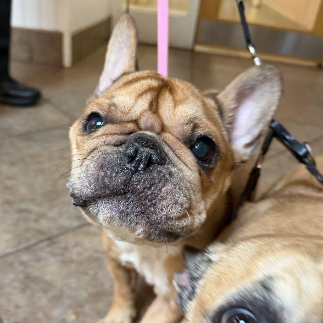 Enlarge Tilly, a Adoptable French Bulldog in Perkiomenville, PA image 1/1